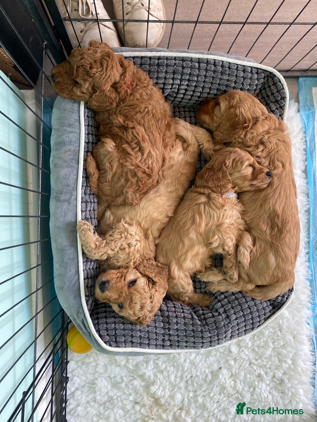 Mixed Breed dogs for sale: Miniature Double Doodles - Advert 9