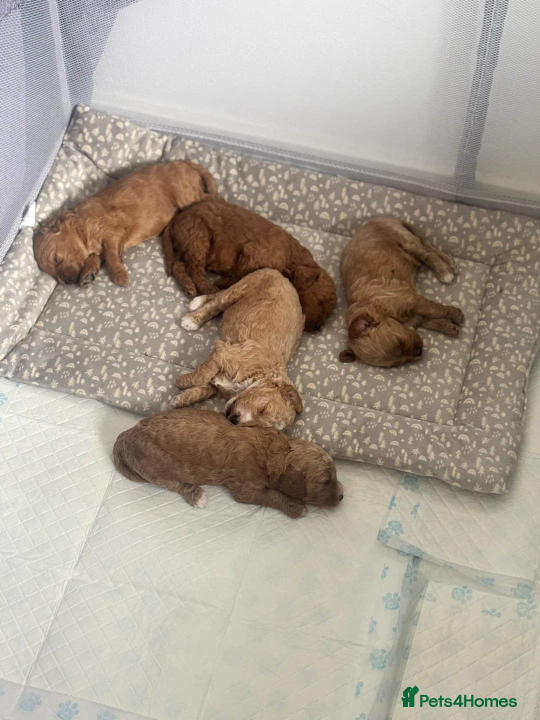 Cockapoo dogs for sale: Beautiful cockapoo puppies for sale  - Advert 1