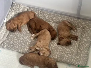 Cockapoo dogs Beautiful cockapoo puppies for sale - Advert 1