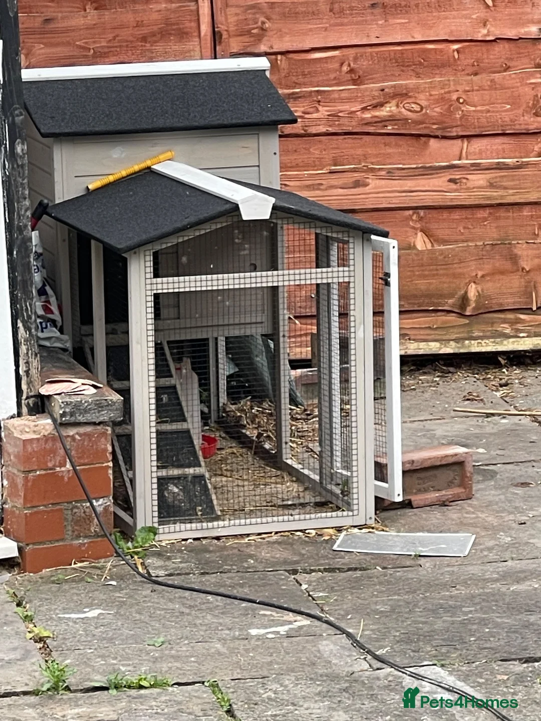 Ducks poultry for sale: 3 x ducks with coop (free to good home) in Stockport - Advert 4