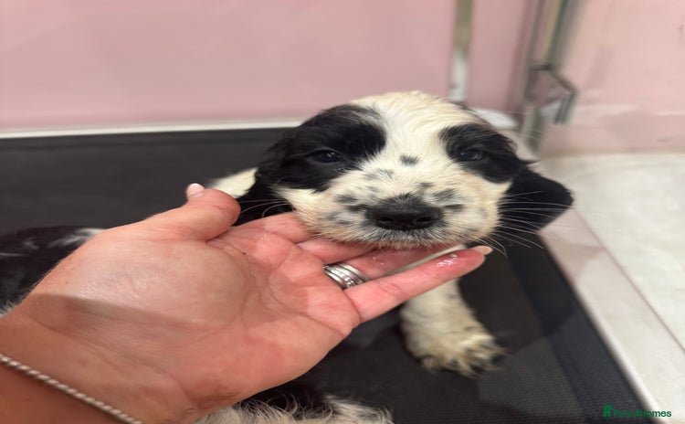 Cocker Spaniel dogs - Advert 8