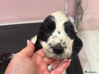 Cocker Spaniel dogs - Advert 31