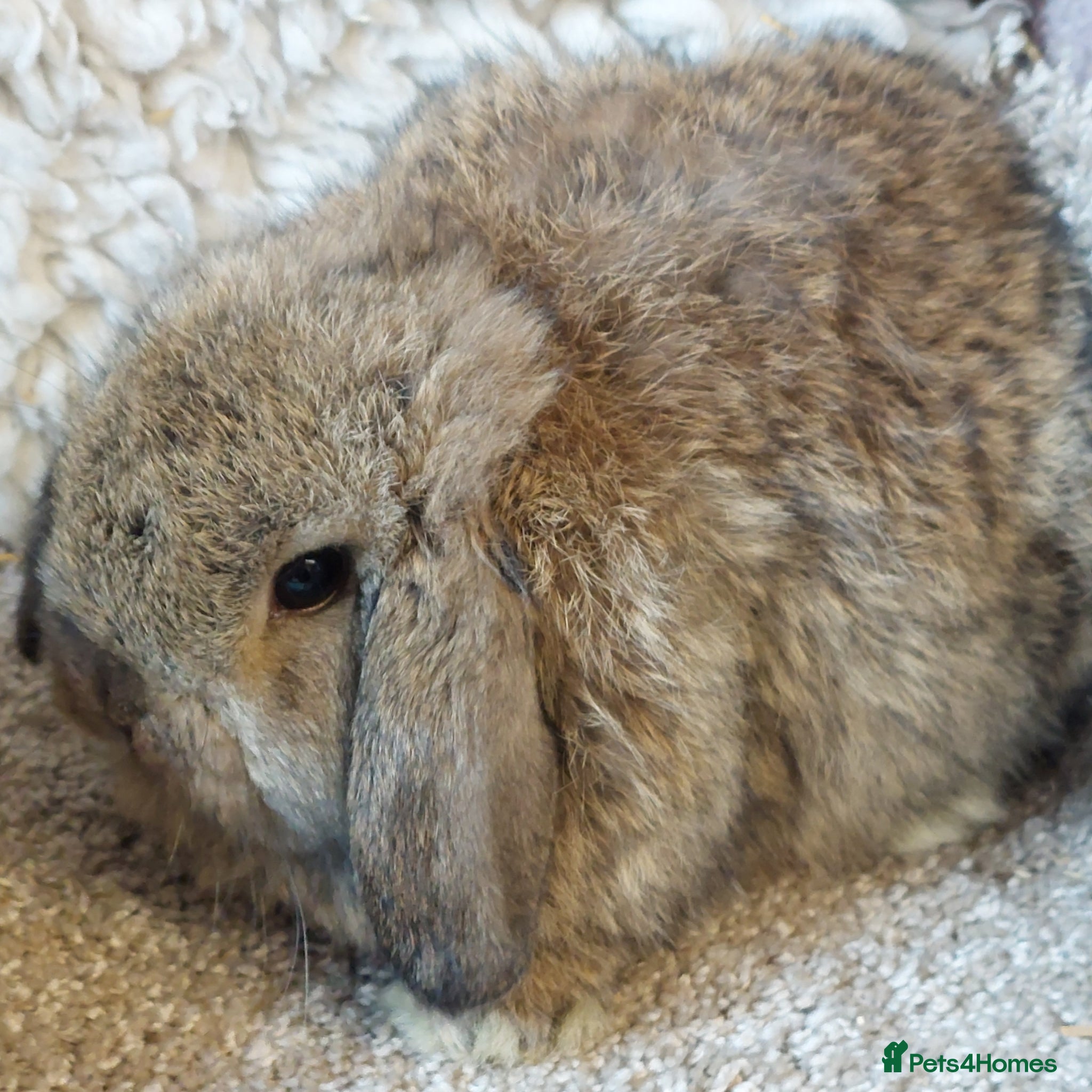 Mini Lop rabbits Baby minilop babys ready to reserve  - Advert 8