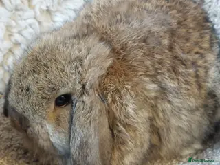 Mini Lop rabbits Baby minilop babys ready to reserve - Advert 8