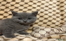 British Shorthair cats for sale: Pedigree British shorthair male kittens  - Image 4