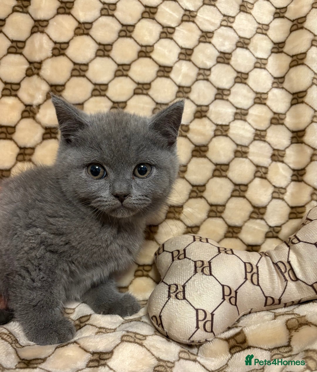 British Shorthair cats for sale: Pedigree British shorthair male kittens  - Image 4
