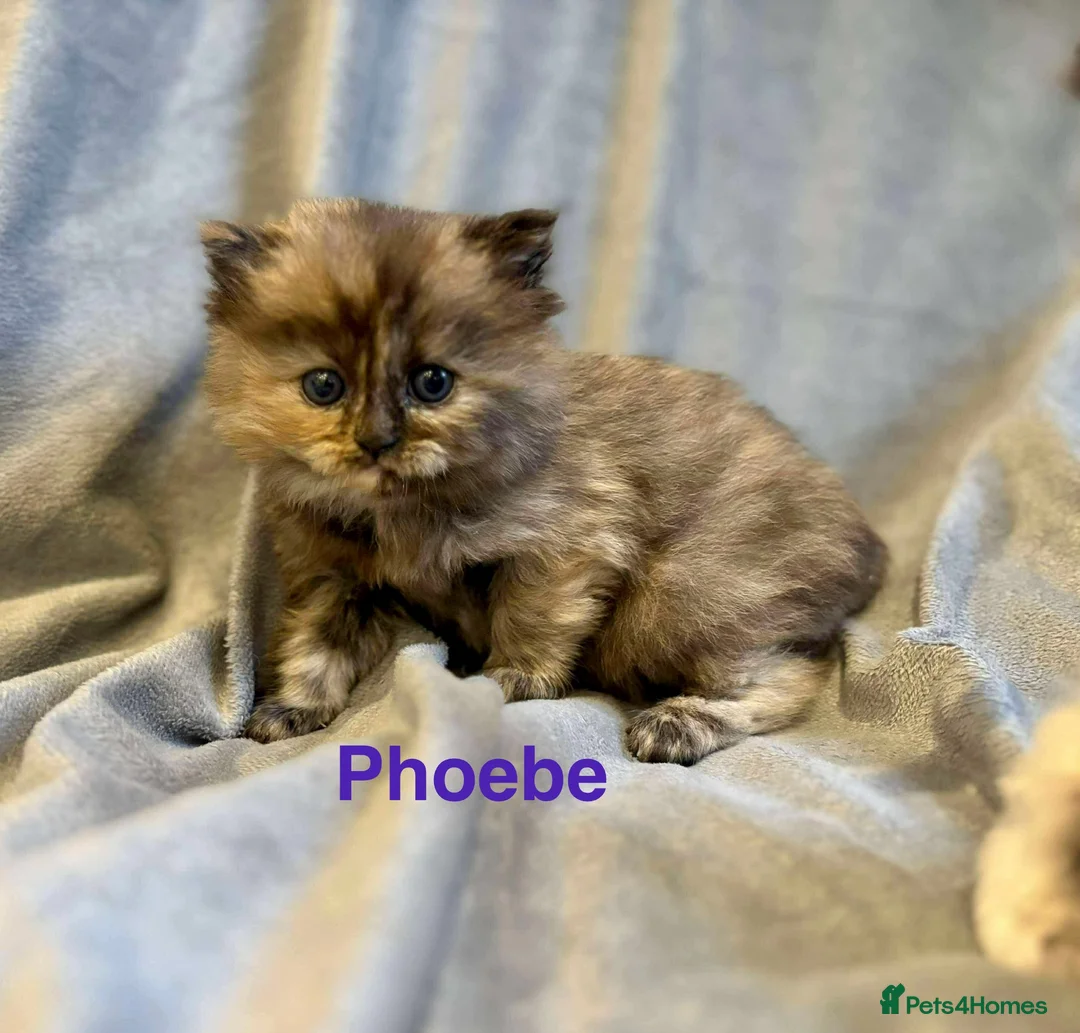 Persian cats for sale: **SOLD** Stunning litter of five female Perdolls - Advert 22