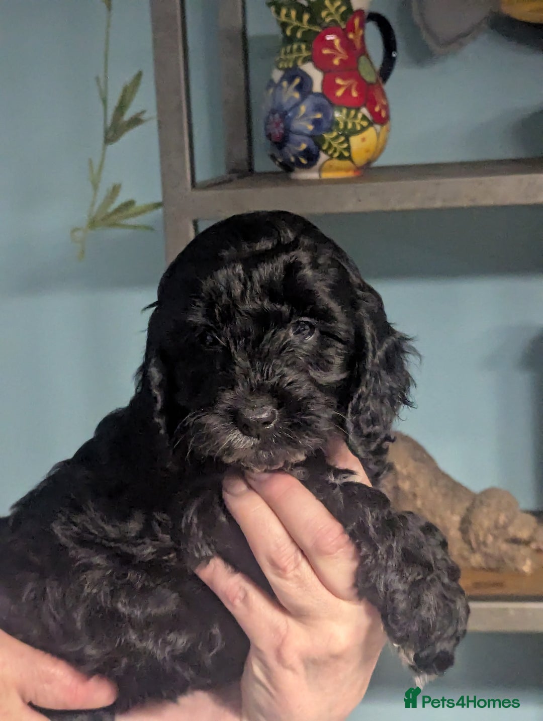 Cockapoo dogs for sale: Two beautiful F1 cockapoo sisters. - Advert 2