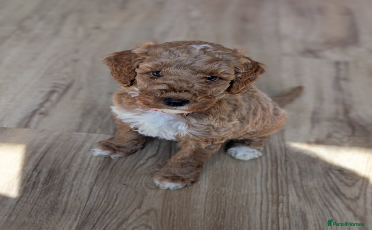 Australian Labradoodle dogs - Advert 12