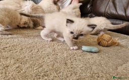 Ragdoll cats for sale: Ragdoll Kittens Available  - Image 5