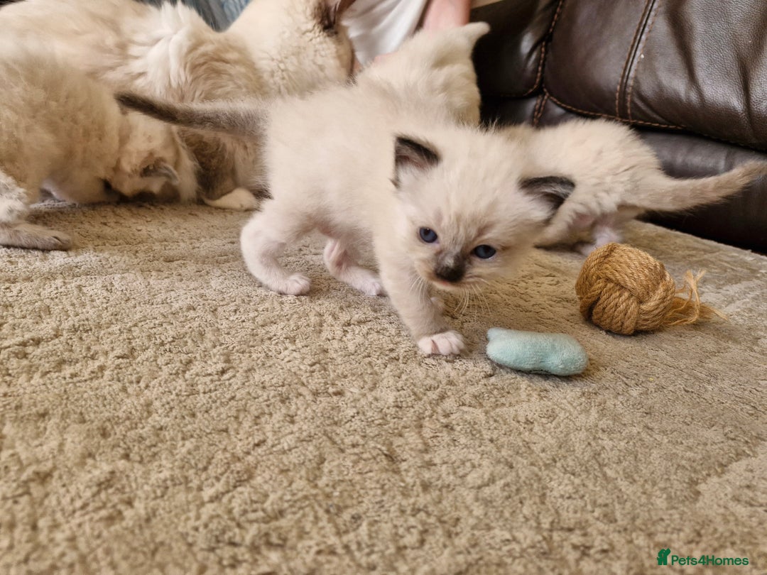 Ragdoll cats for sale: Ragdoll Kittens Available  - Image 5