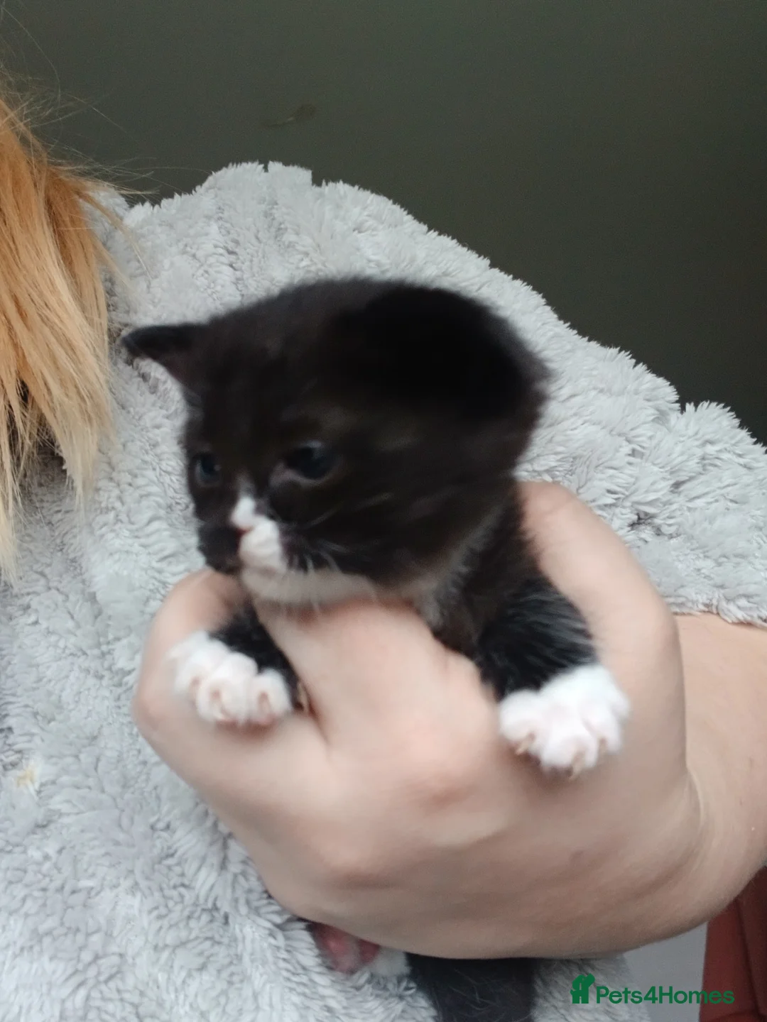 Mixed Breed cats for sale: Beautiful kittens - Advert 3