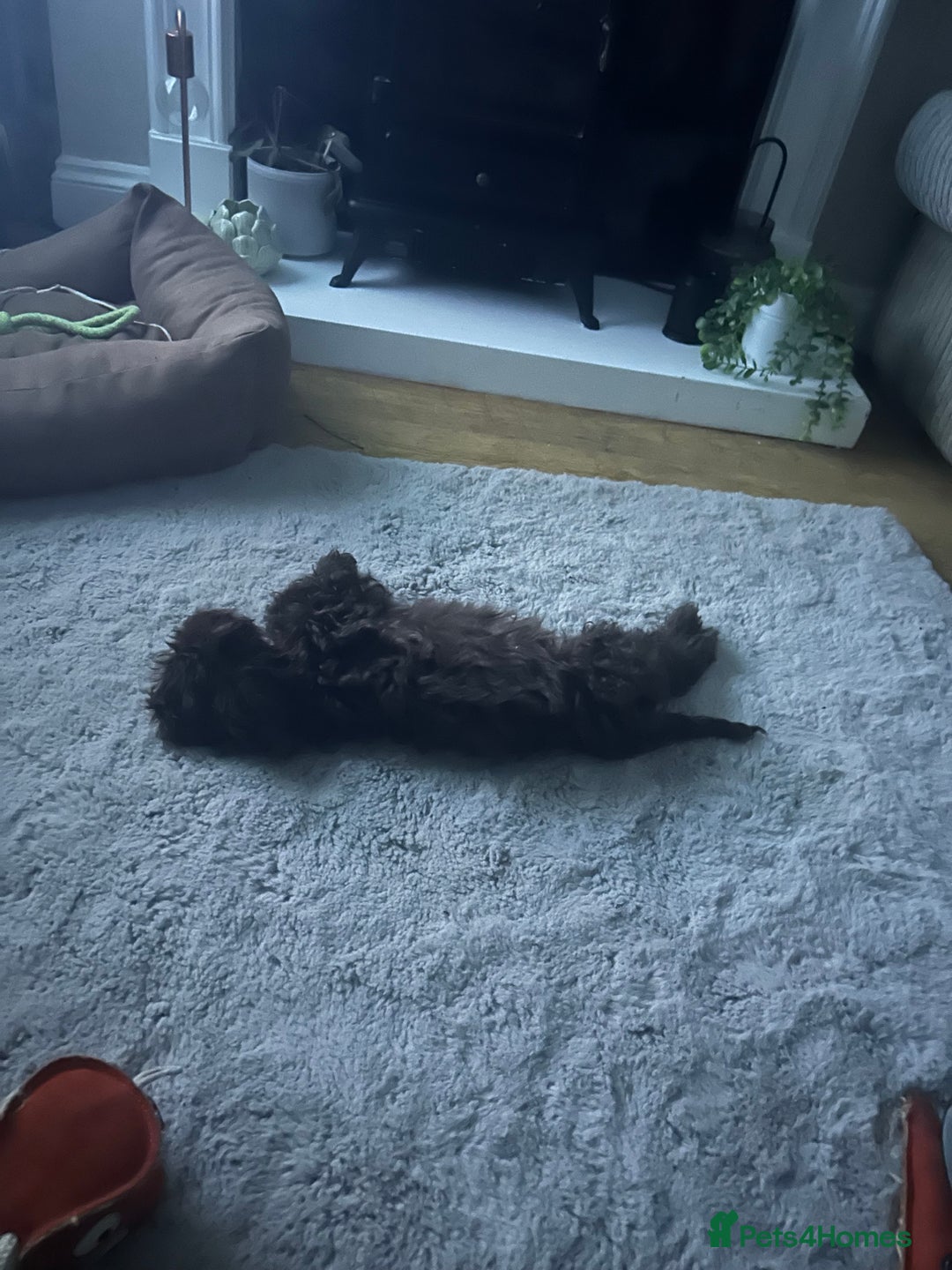 Cockapoo dogs for sale: Chocolate cockapoo 13 weeks old  - Image 4