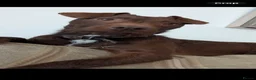 Patterdale Terrier dogs for sale: Chocolate Patterdale Terrier Puppies for sale in Barnsley - Advert 2
