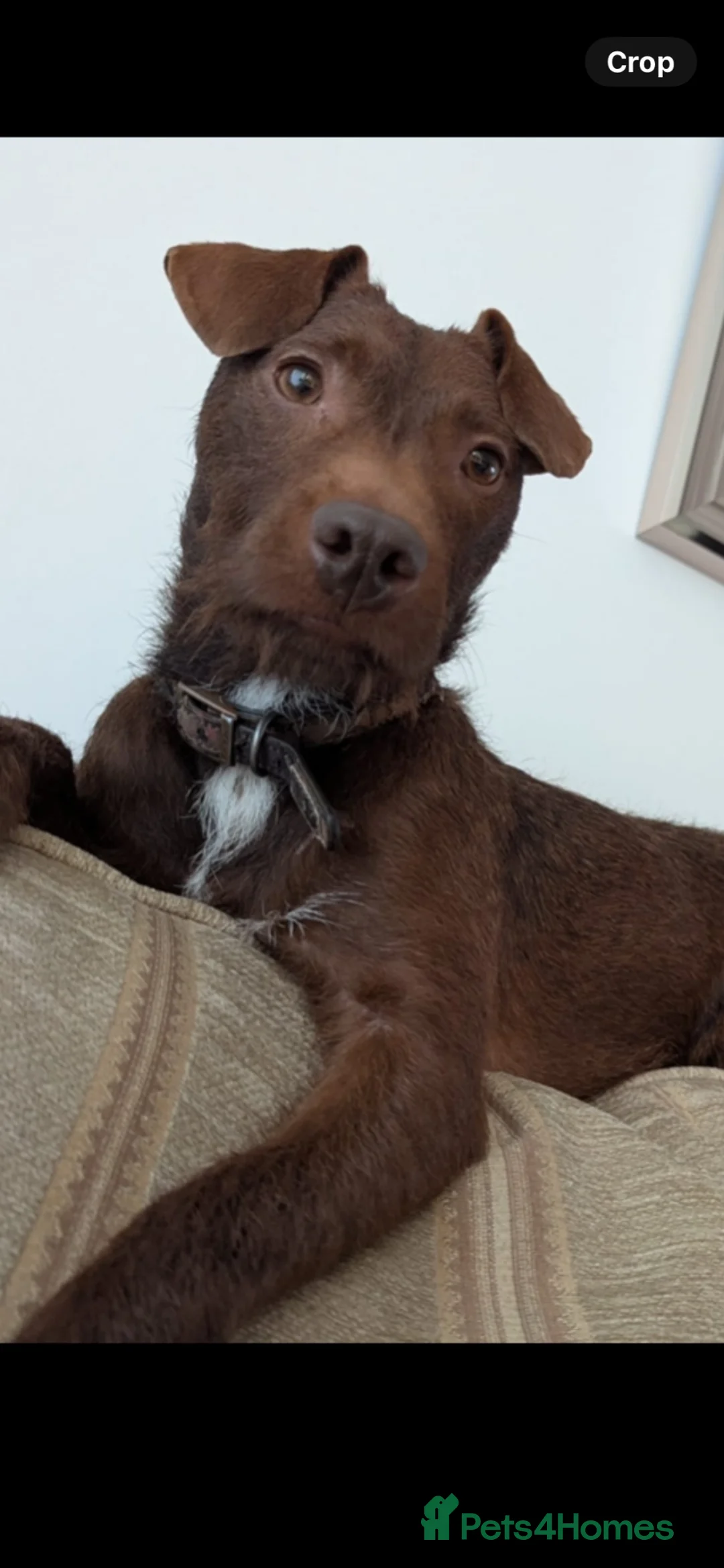 Patterdale Terrier dogs for sale: Chocolate Patterdale Terrier Puppies for sale in Barnsley - Advert 2