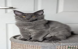 Maine Coon cats for sale: Maine coon kitten. Tica registered - Image 4