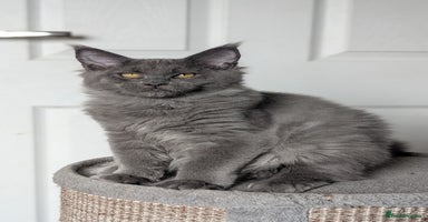 Maine Coon cats - Advert 12