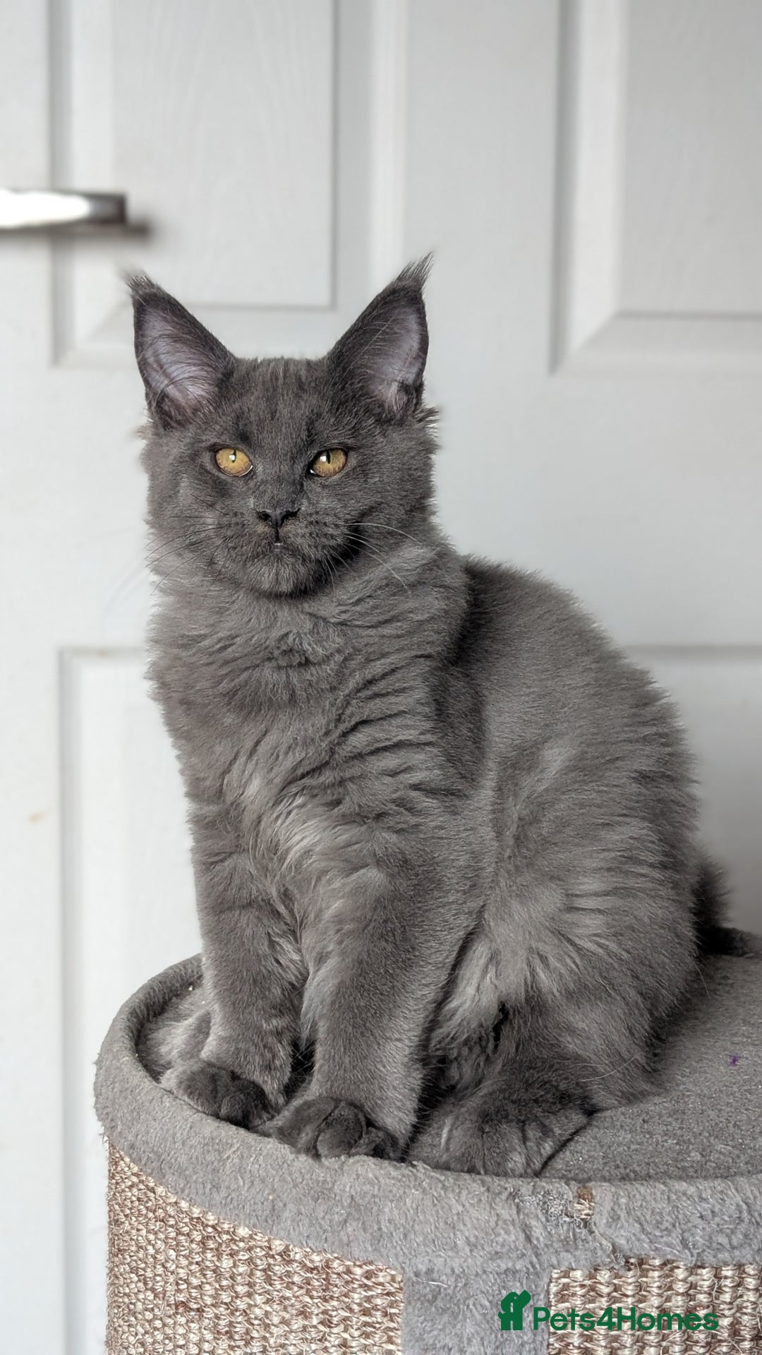 Maine Coon cats for sale: Maine coon kitten. Tica registered - Image 4