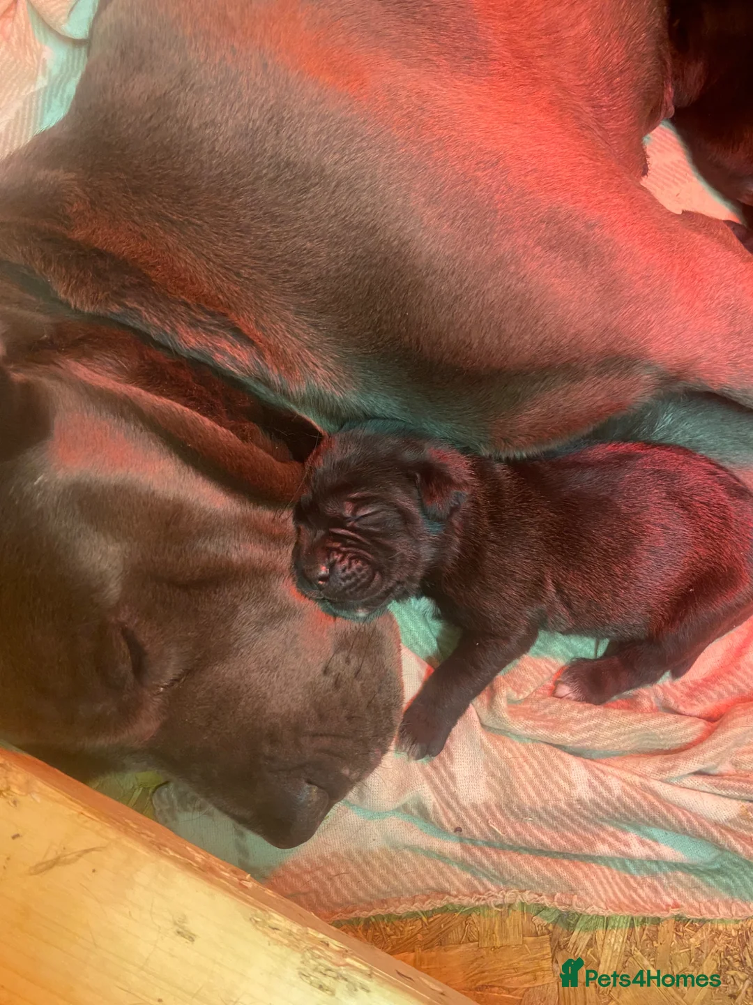Cane Corso dogs for sale: Full breed cane corso puppies for sale in Coventry - Advert 1