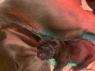 Cane Corso dogs Full breed cane corso puppies for sale - Advert 6