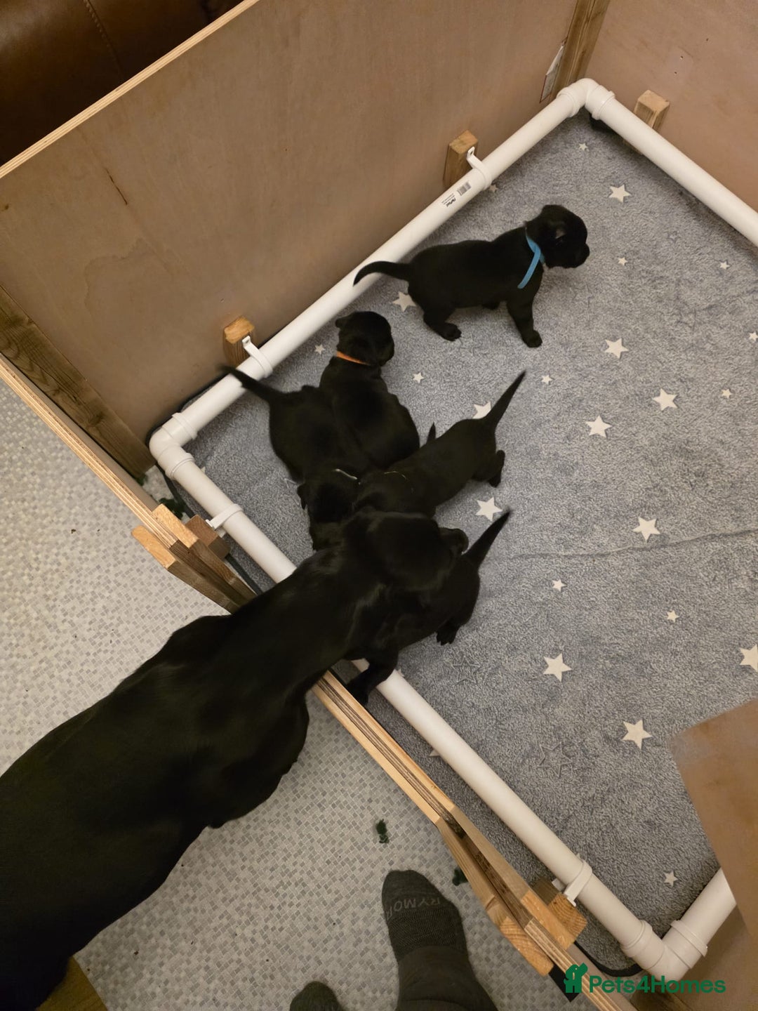 Labrador Retriever dogs for sale: Working labrador puppies for sale - Advert 3