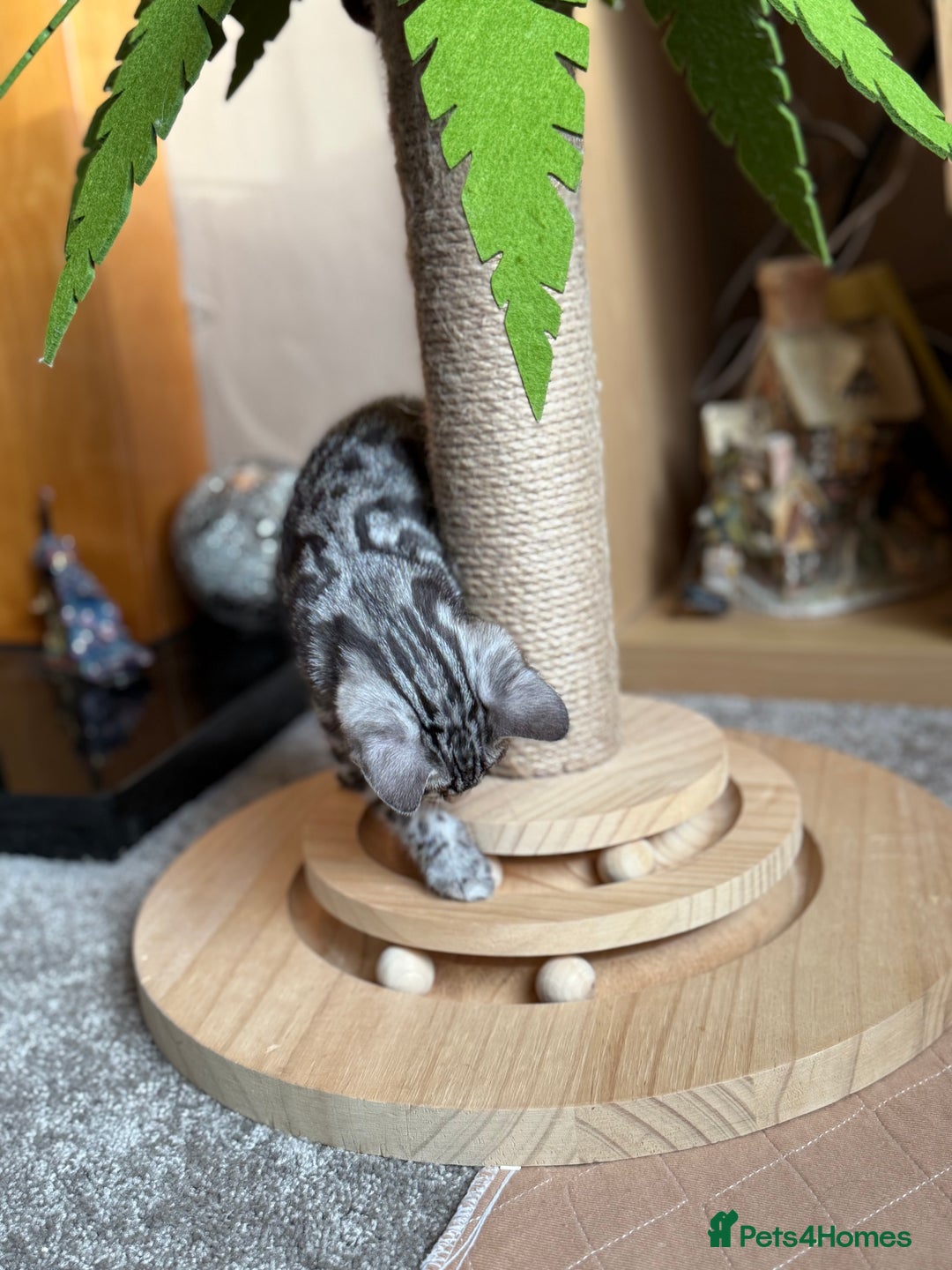 Bengal cats for sale: ⭐️Divine silver black spotted tabby bengal ⭐️ - Advert 19