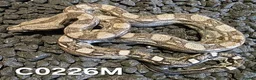 Boa Snake reptiles for sale: Arctic & Anery het Sharp boas - Advert 2