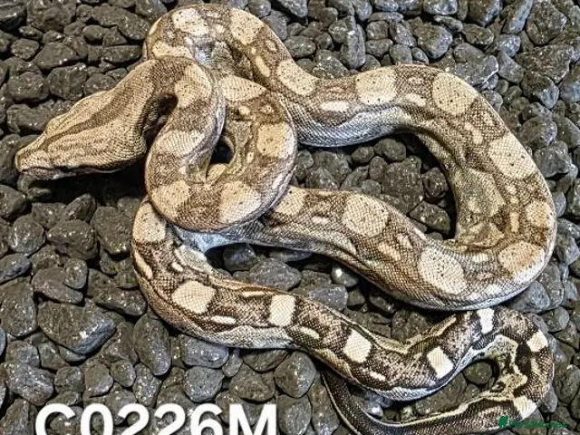 Boa Snake reptiles Arctic & Anery het Sharp boas, AZTEC & INCA - Advert 2