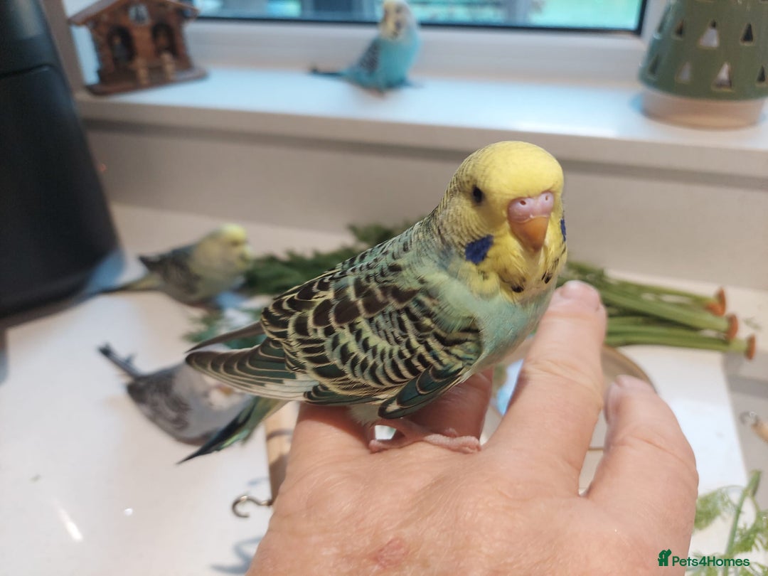 Budgerigars birds for sale: Tame Baby Budgies - Advert 5