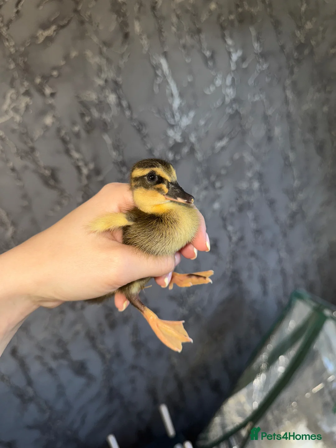 Peafowl poultry for sale: Indian runner ducklings - rolling advert  - Advert 1