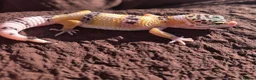 Gecko reptiles for sale: Crested & leopard gecko babies - Advert 12