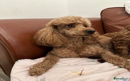 Miniature Poodle dogs for sale: Puppies-miniature poodle - Advert 1