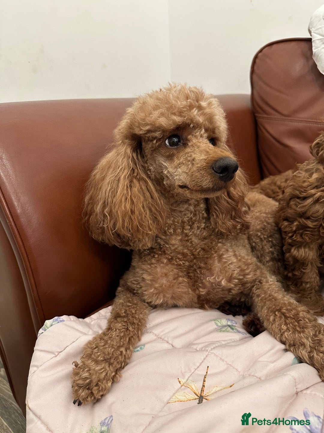 Miniature Poodle dogs for sale: Puppies-miniature poodle - Advert 1