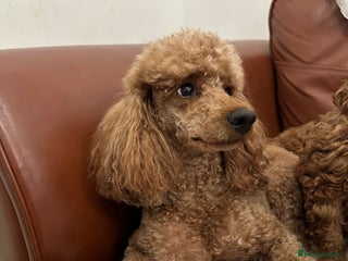 Miniature Poodle dogs for sale: Puppies-miniature poodle - Advert 1