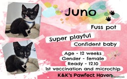 Domestic Shorthair cats for sale: Kittens and cats for adoption.  - Image 17