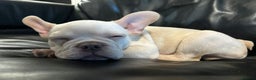 French Bulldog dogs for sale: Platinum French Bulldog, 18 months old - Advert 2