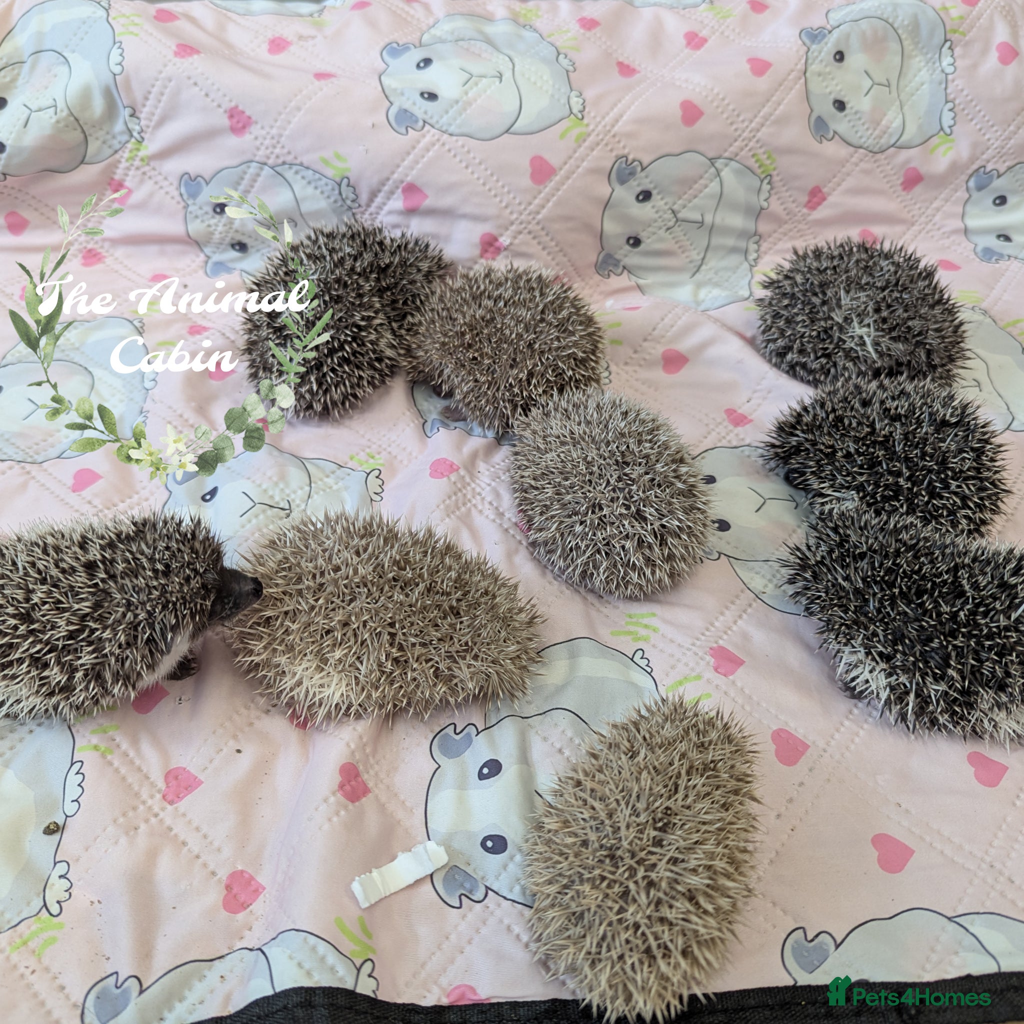 Pygmy Hedgehog rodents African pygmy hedgehogs, caresheets and tutorials! - Advert 1