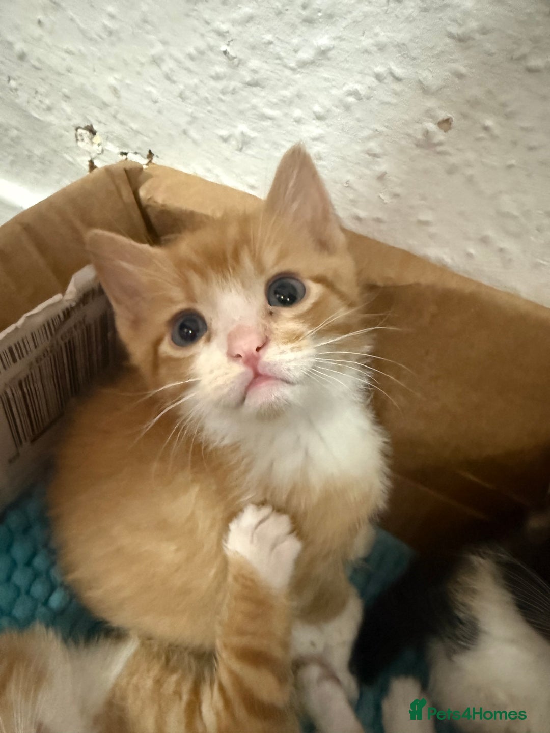 Mixed Breed cats for sale: Beautiful kittens for sale 🐱 - Advert 5