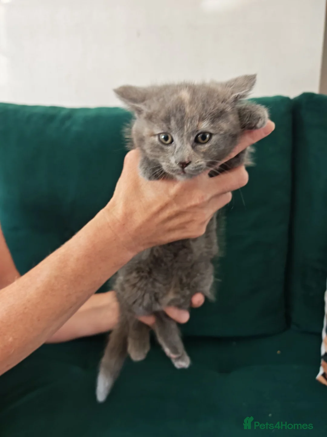 British Shorthair cats for sale: Beautiful girl for sell  - Advert 11