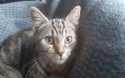 Mixed Breed cats for sale: Mollie and blackie  - Image 22