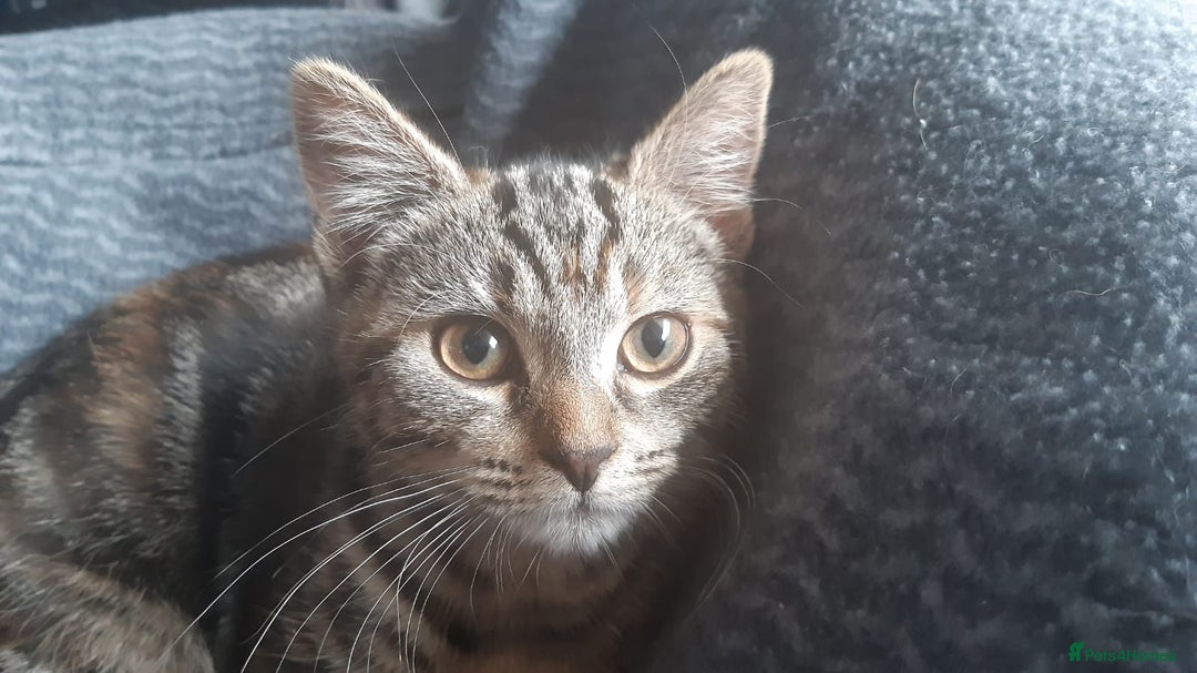 Mixed Breed cats for sale: Mollie and blackie  - Image 22