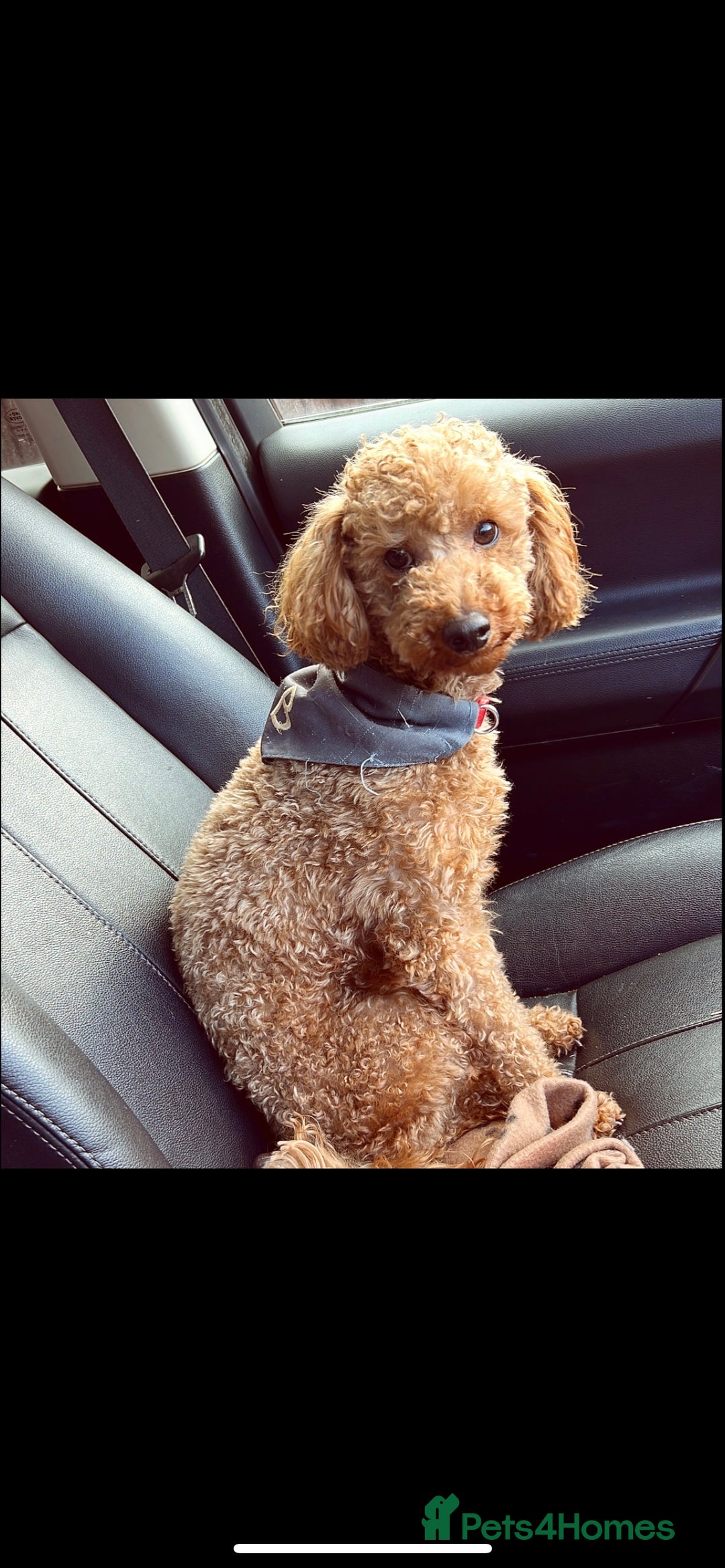 Toy Poodle dogs for stud: Red Toy Poodle for STUD KC Registered in Dudley - Advert 4
