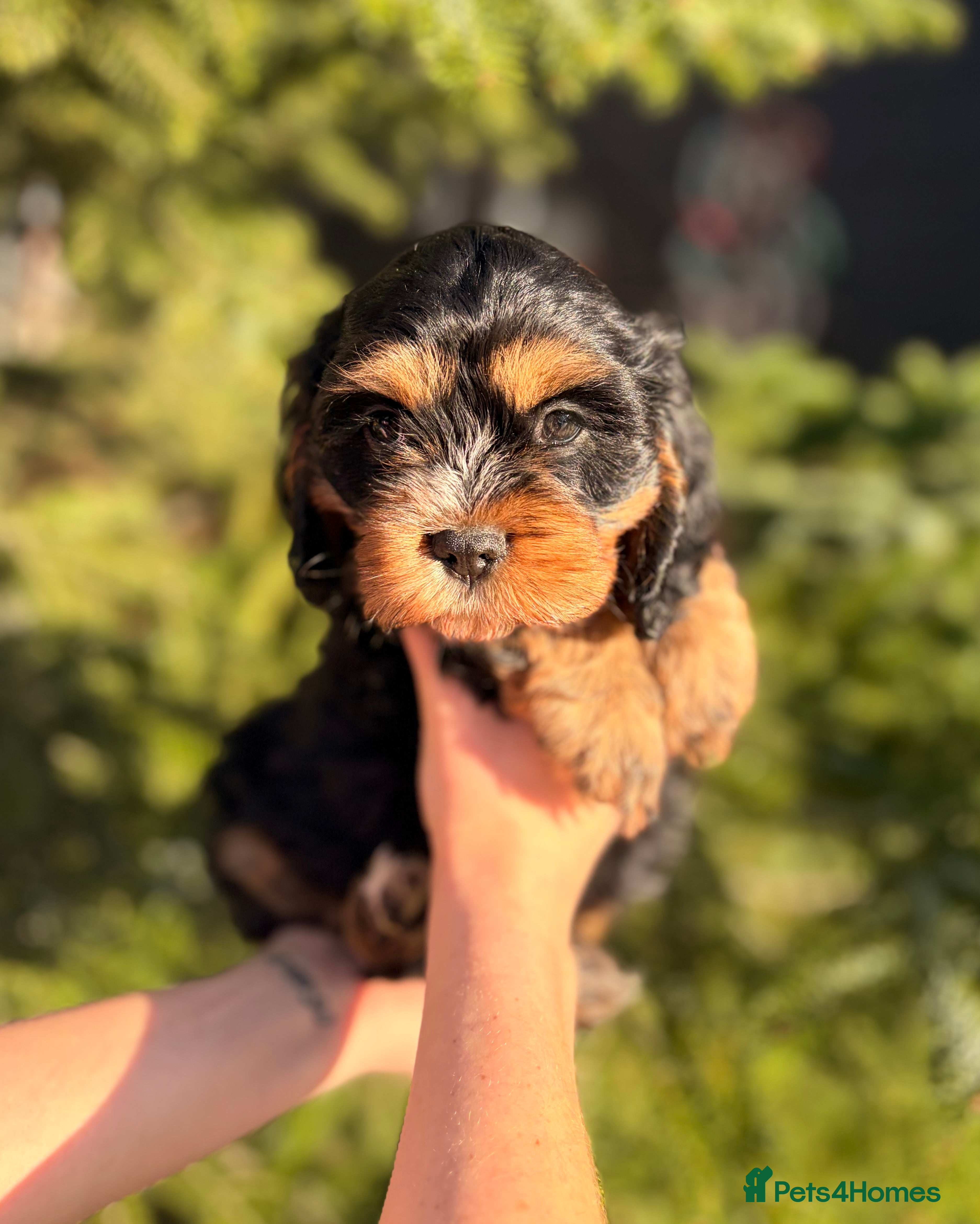 Cavapoo dogs cavapoo puppy's  - Advert 2