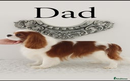 Cavapoo dogs for sale: outstanding Cavapoo’s, with heart tested parents - Advert 14