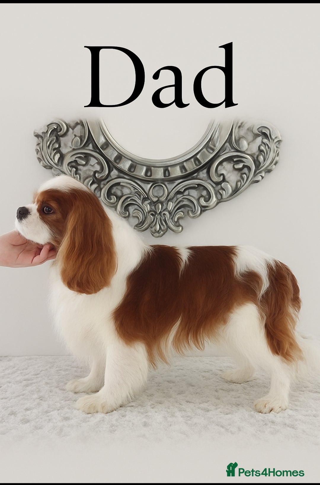 Cavapoo dogs for sale: outstanding Cavapoo’s, with heart tested parents - Advert 14