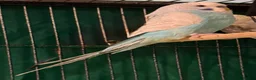 Budgerigars birds for sale: NON-FLYERS  Pair of Budgies – £40 for the pair - Advert 5
