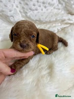 Goldendoodle dogs Outstanding quality fully tested Goldendoodle pups - Advert 2