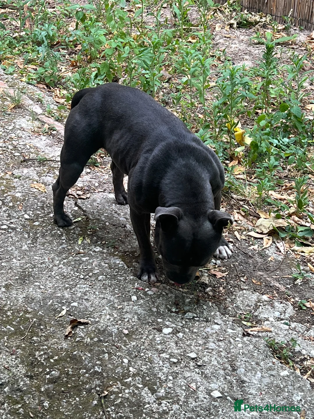 Staffordshire Bull Terrier dogs for sale: Beautiful Staffordshire Bull Terrier Female in Swansea - Advert 5