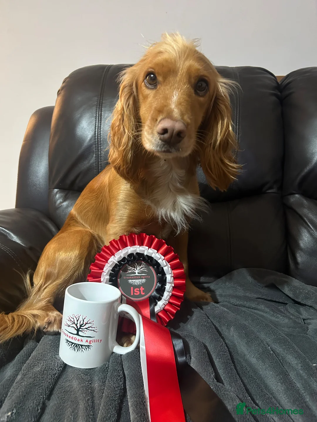 Cocker Spaniel dogs for sale: Stunning KC Reg Working Cocker spaniels 5* Homes - Advert 15