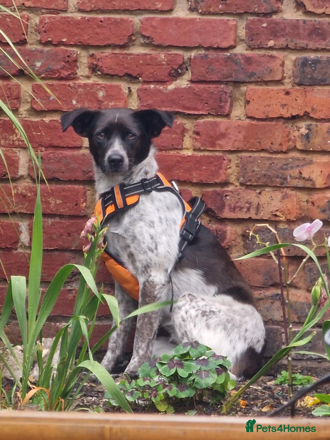 Mixed Breed dogs for sale: naomi - Image 1